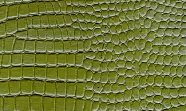 Crocodile